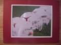 Picture: Texas Longhorns Helmets 8 X 10 photo double matted to 11 X 14 so that it fits a standard frame.