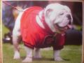 Picture: UGA VII Georgia Bulldogs 2008 original photo print.