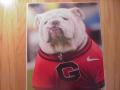 Picture: UGA VII Georgia Bulldogs original 16 X 20 photo print.