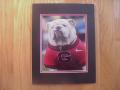 Picture: UGA VII Georgia Bulldogs original 8 X 10 photo professionally double matted to 11 X 14 so that it fits a standard frame.