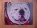 Picture: UGA VII Georgia Bulldogs "Up Close and Personal" original 16 X 20 photo print.