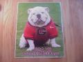 Picture: UGA VII Georgia Bulldogs original 11 X 14 glossy photo.